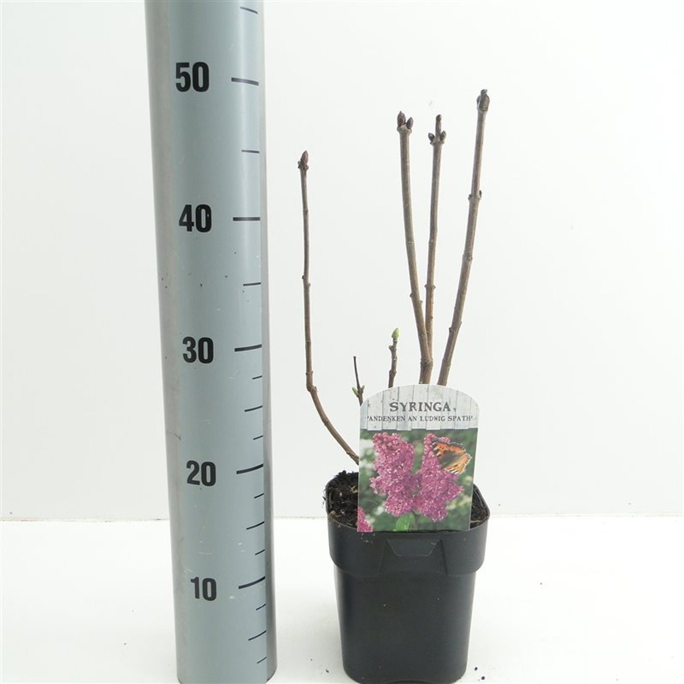 Syringa v. Ludwig Spaeth - C2